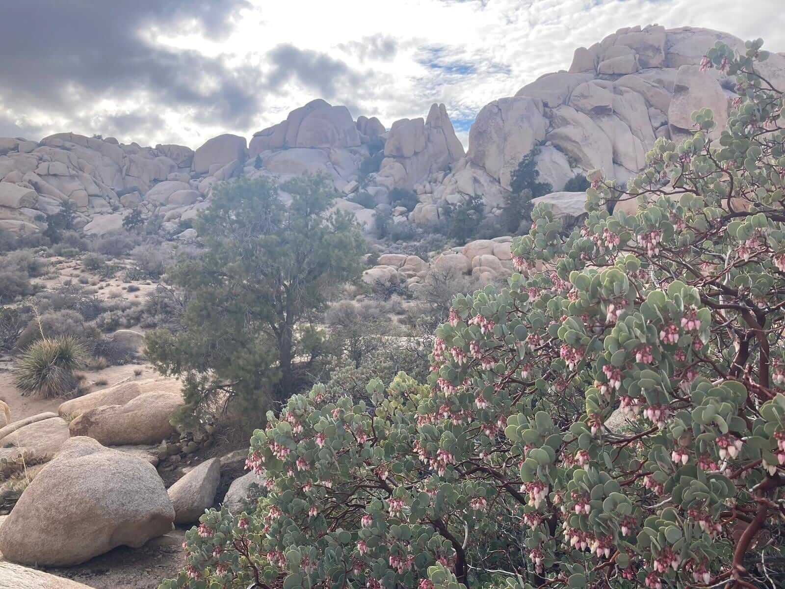 Is it a Superbloom year in Joshua Tree this year? d06e7fdc 892c 450b 8f4e 95156d234f71