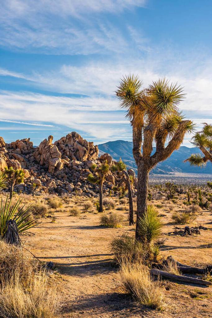 joshua tree 2 720x1080 1