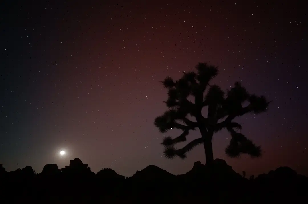 Where to Go in Joshua Tree for Stargazing