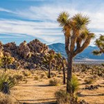 sunrise in joshua tree