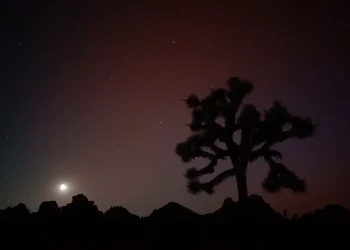 Where to Go in Joshua Tree for Stargazing